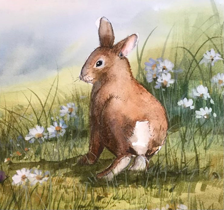 New England cottontail rabbit illustration from new book